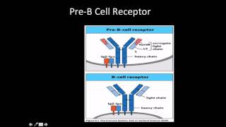 Immunology B cell development pro and pre b cells [upl. by Ochs]