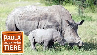 Ganz nah am Nashorn  Reportage für Kinder  Paula und die wilden Tiere [upl. by Yart671]