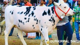 Holstein friesian heifer competition Jagraon Punjab I Progressive Dairy Farmers Association [upl. by Bax]