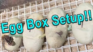 Egg Box Setup for Ball Python Eggs [upl. by Phares]