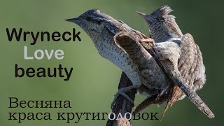 Beauty of Wryneck love Крутиголовка весняна краса [upl. by Nahshu]