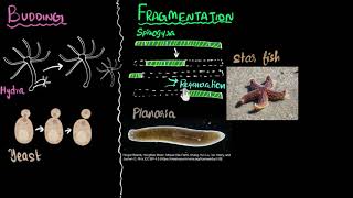 Budding spores fragmentation amp regeneration  How do organisms reproduce  Biology  Khan Academy [upl. by Anilok]