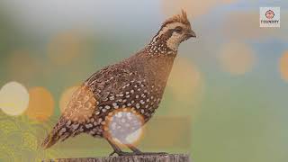 Quail Hunting Tips for Beginners [upl. by Eseila]