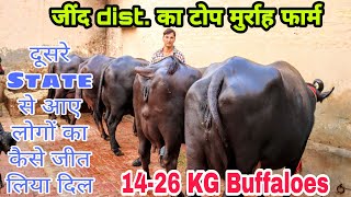 सुपर से ऊपर Pure Top Quality Murrah Buffaloes at Randeep Malik Dairy Farm [upl. by Akemihs597]