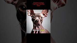 Top 3 Dogs That Dont Shed fyp shorts doglover dog pets shed facts animals [upl. by Terrie]