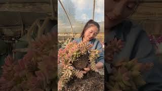 technique repotting succulents plant [upl. by Obnukotalo]