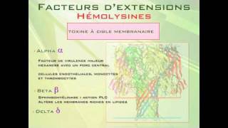 Staphylocoque doré Part1 [upl. by Bamberger]