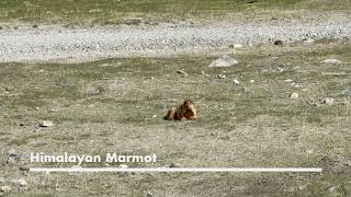 Himalayan Marmot [upl. by Erek993]