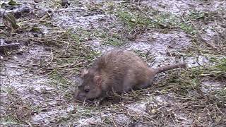 Brown Rat Rattus norvegicus [upl. by Yssis]