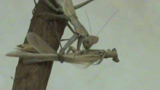 Mantide femmina divora il maschio  Female praying Mantis eats male [upl. by Hawger301]