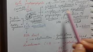 Bilirubin metabolism and Jaundice  USMLE STEP 1 [upl. by Rocco]