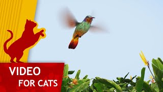 🐈Cat Games  Get That Hummingbird 4K Video for Cats to watch with Classic Music [upl. by Yolanda]