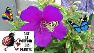 Conseils jardinage Tibouchina Urvilleana Comment faire une bouture vivace méditerranéenne [upl. by Anada]