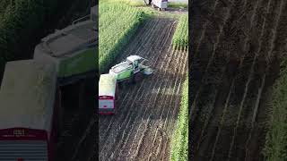 silage harvesting short distance transport reaper silagemachine modern shorts viralvideo [upl. by Ilegna]