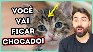 Seu Gato Tem um M na Testa Esse é o SIGNIFICADO [upl. by Marcella867]