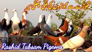 Light Flight of a Few Pigeons  Rashid Tabsam Pigeons  Pigeon Trip  Kabootar Bazi [upl. by Mirabella]