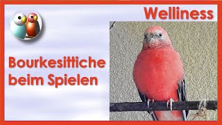 Bourkesittiche haben Spaß auf dem Kletterbaum 101 [upl. by Kciredec]