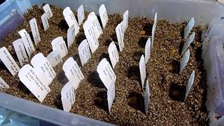 Germinating Clivia Seeds [upl. by Esir]