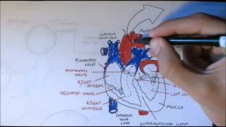 Cardiovascular System Anatomy [upl. by Adnat823]