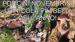 Porcini a novembre i pinicola più belli dell’anno 🔴🪨🍄  FUNGHI PORCINI VALTELLINA  03112024 [upl. by Rochell511]