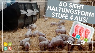 Glori goes Tierwohl  Die Haltungsform hinter dem Fleischlabel  Stufe 4  Premium 2 [upl. by Eedebez]