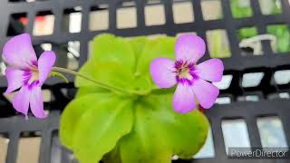 MY PINGUICULA  BUTTERWORT CARNIVOROUS PLANT CATCH FUNGUS GNATS  ZENith BEE [upl. by Arturo]