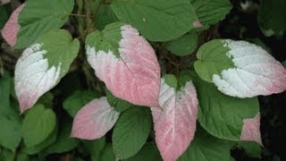 Actinidia kolomikta Variegated Kiwi [upl. by Ahsykal]