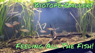 FEEDING ALL MY FISH Biotope Gallery [upl. by Alberik53]