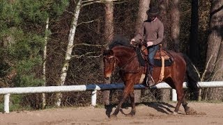 Natural horsemanship Under Saddle  Walk Trot amp Canter [upl. by Junieta]