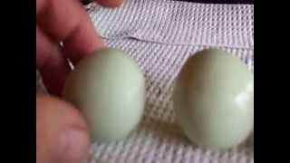 First egg from my Lavender Ameraucana Chickens [upl. by Lisa]