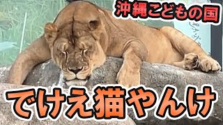 夜の動物園に潜入したら野生が抜けきったでけえ猫に遭遇した【沖縄こどもの国】生物 動物園 沖縄 生き物 ライオン カバ キリン [upl. by Carrew]