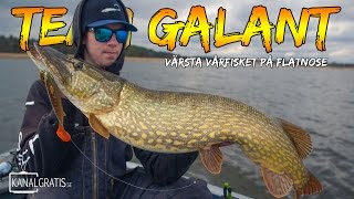 Crazy Pike Fishing on Flatnose during Spring  Team Galant English Subtitles [upl. by Vedette338]