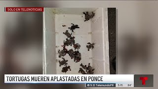 Neonatos de tortugas mueren aplastados en Ponce [upl. by Gruber]