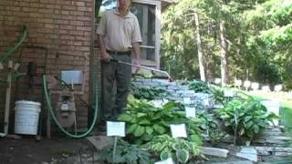 Hosing Your Hostas a Hosta Watering Experience [upl. by Martie381]