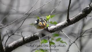 BLACKBURNIAN WARBLER foraging catching midges Setophaga fusca [upl. by Bez]