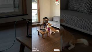 Dog Song foryou pets funnydogs singingdog funnyanimals youtubeshorts cute funny [upl. by Anole]