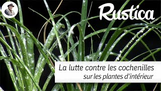 Lutter contre les cochenilles farineuses sur les plantes dintérieur [upl. by Kinimod546]