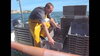 Baitbox  Catching Sand Eel Sea Bait [upl. by Surbeck]