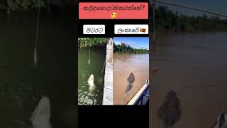 මතු වෙන විදිය තමයි ගැම්ම 🇱🇰❤️ Alligetor vs crocodile  shorts srilanka india viralvideo [upl. by Roswell]