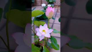 Japanese mini lotus seeds  easy to grow fast flowering [upl. by Otcefrep]