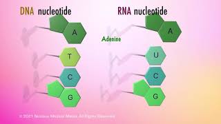 Nucleic Acids [upl. by Jepum]