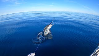 Striped marlin off a bait ball solo in 42 meter tinny [upl. by Tarton922]