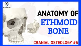 Ethmoid Bone Anatomy  Cranial Osteology 6 [upl. by Mozart]