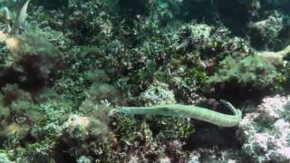 Snorkeling in Islamorada Coral Reef Florida Keys [upl. by Rufe408]