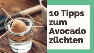 Avocado züchten 10 Tipps für den Anbau [upl. by Minda912]