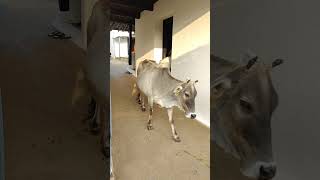 Meri gaiya aati hai mujhko doodh cow animals merigaiyaaatihai gaumata cowvideos cows shorts [upl. by Nivan624]