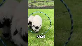 Discover Valais Blacknose Sheep a very cute pet sheep breed animals pets [upl. by Wanfried]