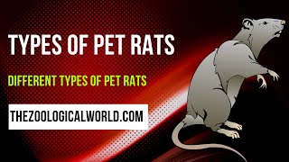 Types of pet rats Different types of pet rats Types of pet rats are awesome [upl. by Rehpitsirhc]