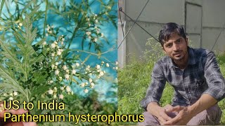 Parthenium hysterophorus  भारत में कैसे आया यह जहरीला पौधा [upl. by Eveneg31]