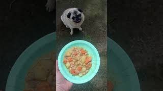 LoLa y sus FABES con ALMEJAS puglove pug viralvideo puglife shortvideo food funny shorts [upl. by Ynad282]